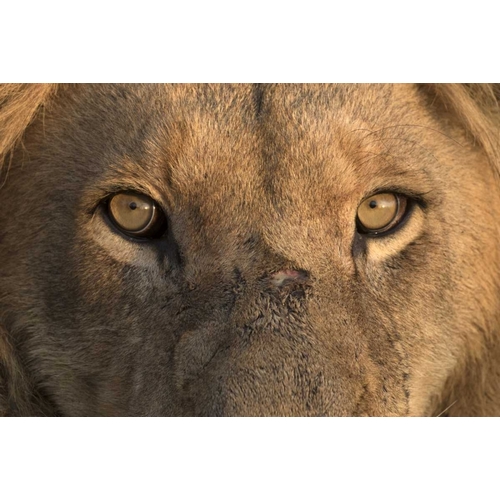 Africa, Namibia Male lion, Namibia